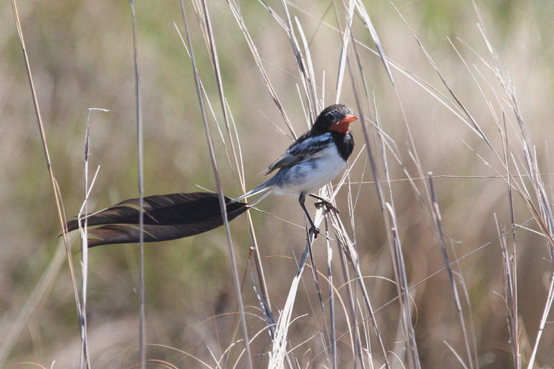 Strange-tailed Tyrant by Miranda Collett