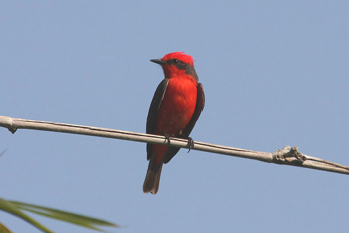 Vermillion Flycatcher by Miranda Collett