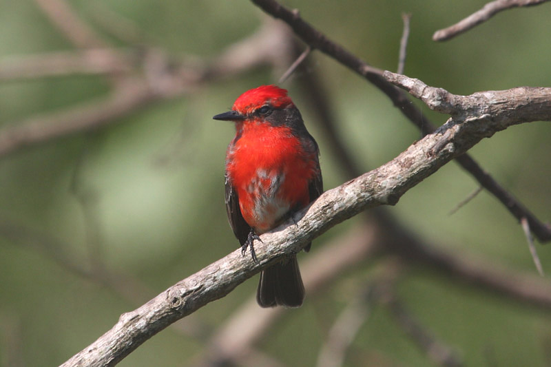 Vermillion Flycatcher by Miranda Collett