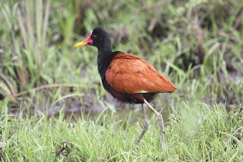 Wattled Jacana by Miranda Collett