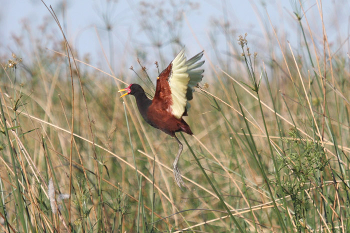 Wattled Jacana by Miranda Collett