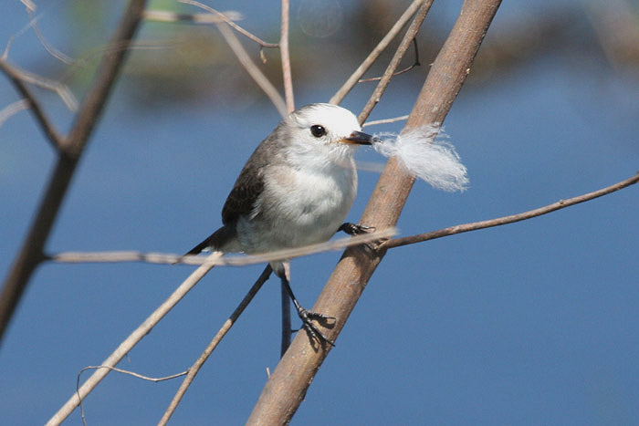 White-headed Marsh Tyrant by Miranda Collett