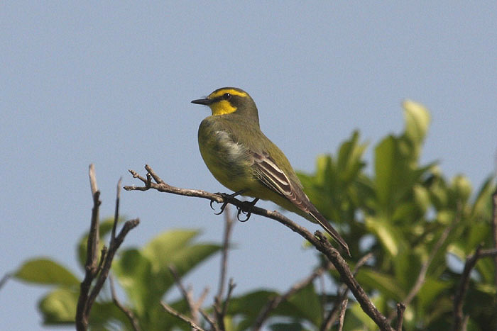 Yellow-browed Tyrant by Miranda Collett