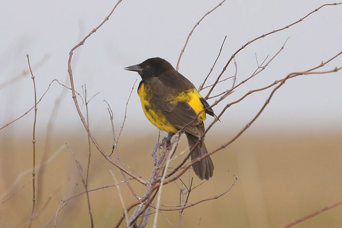 Yellow-rumped Marshbird by Miranda Collett