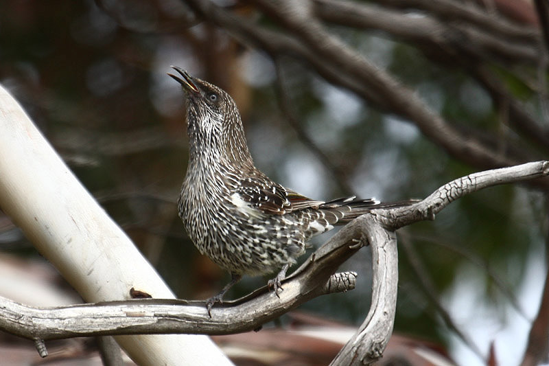 Brush Wattlebird by Mick Dryden