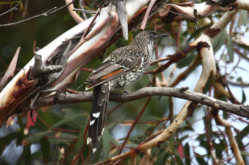 Brush Wattlebird by Mick Dryden