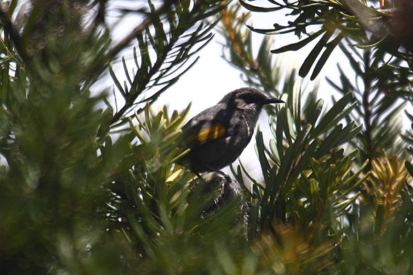 Crescent Honeyeater by Mick Dryden