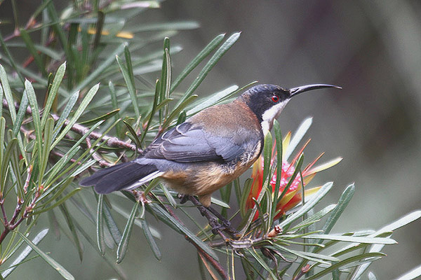 Eastern Spinebill by Mick Dryden