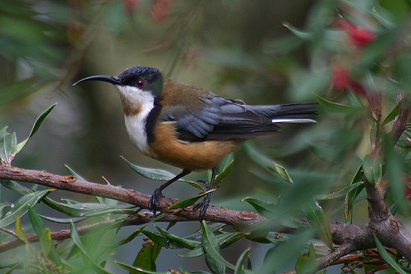 Eastern Spinebill by Mick Dryden