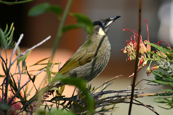 Lewin's Honeyeater by Mick Dryden