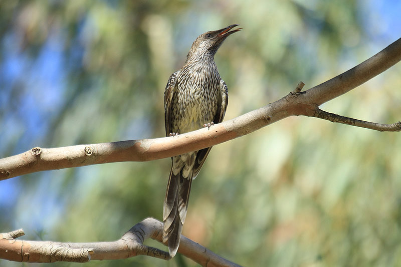 Little Wattlebird by Mick Dryden