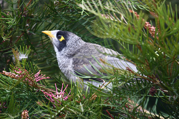 Noisy Miner by Mick Dryden