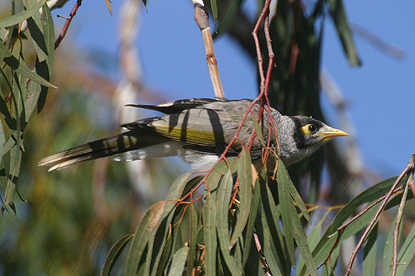 Noisy Miner by Mick Dryden