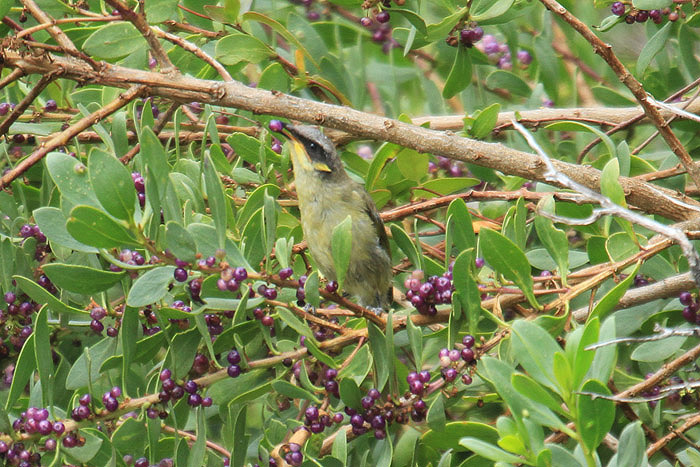 Purple-gaped Honeyeater by Mick Dryden