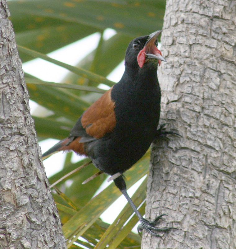 Saddleback by Nick de Carteret