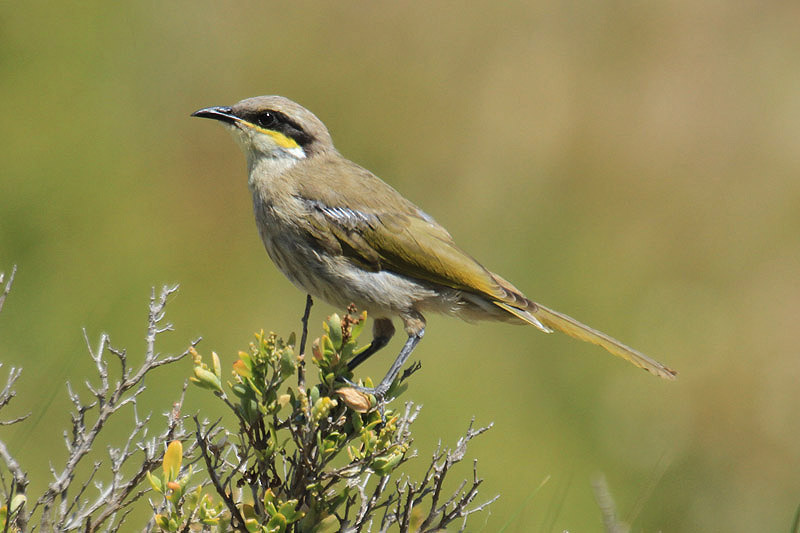 Singing Honeyeater by Mick Dryden