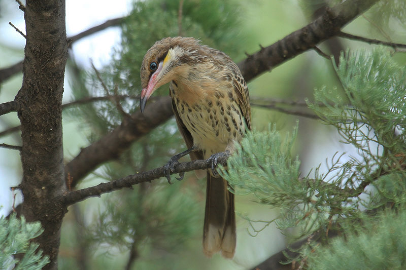 Spiny-cheeked Honeyeater by Mick Dryden