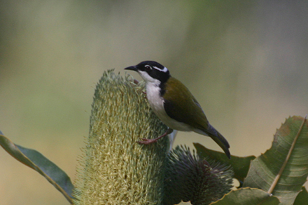 White-naped Honeyeater by Mick Dryden