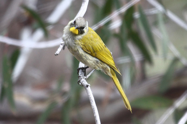 Yellow throated Honeyeater by Mick Dryden