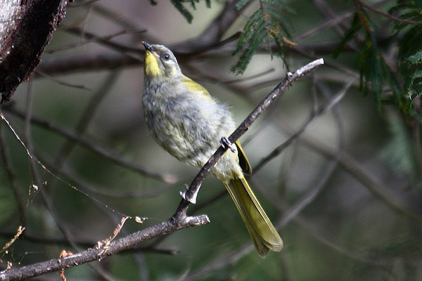 Yellow throated Honeyeater by Mick Dryden