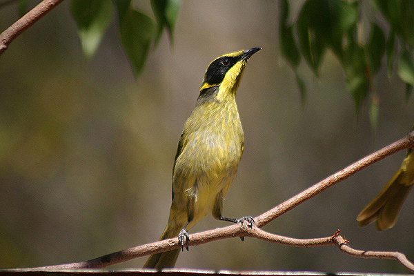 Yellow-tufted Honeyeater by Mick Dryden