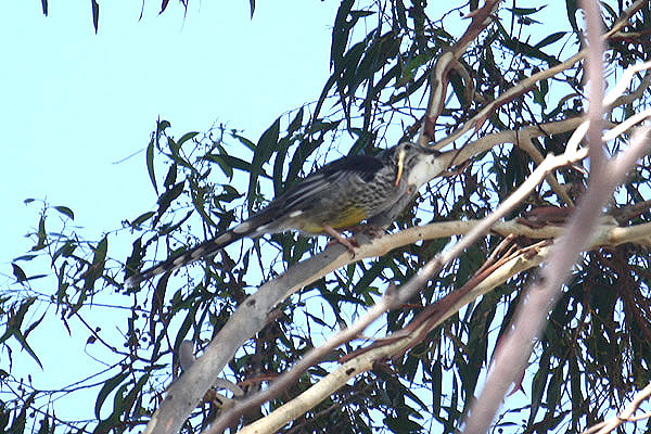 Yellow Wattlebird by Mick Dryden