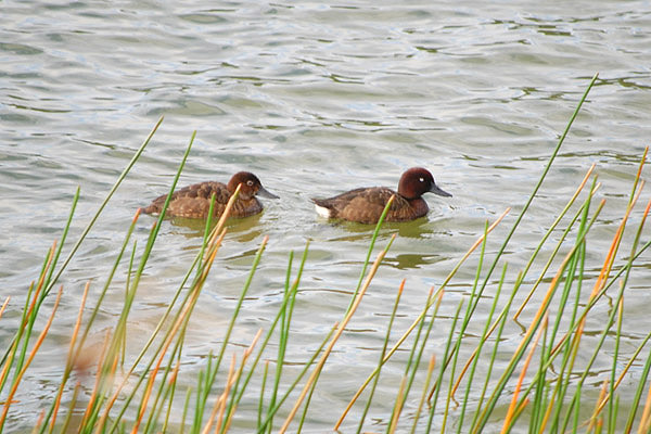 Madagascar Pochard by Richard E Lewis