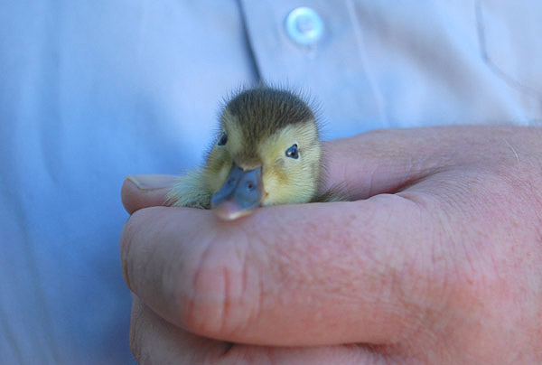 Madagascar Pochard by Richard E Lewis