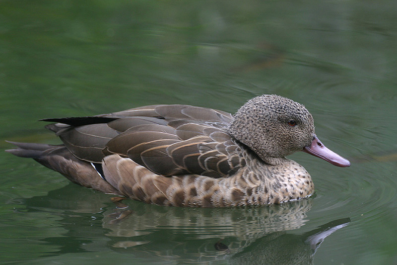 Madagascar Teal by Mick Dryden