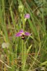 Bee Orchid by Mick Dryden