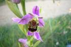 Bee Orchid by Anne Haden