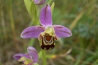 Bee Orchid by Tony Paintin