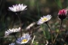 Daisy by Richard Perchard