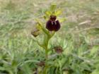 Early Spider Orchid by Anne Haden
