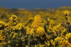 Common Gorse by Andrew Koester