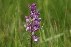 Green-winged Orchid by Mick Dryden