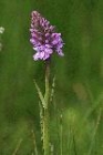 Heath Spotted Orchid by Mick Dryden