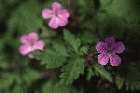 Herb Robert by Richard Perchard