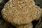 Inonotus dryadeus by Richard Perchard Inonotus dryadeus by Richard Perchard