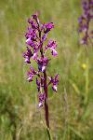 Loose-flowered Orchid by Mick Dryden