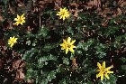 Lesser Celandine by Richard Perchard