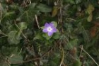 Periwinkle by Andrew Koester Periwinkle by Andrew Koester