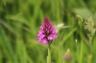 Pyramidal Orchid by Mick Dryden