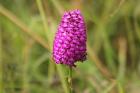 Pyramidal Orchid by Mick Dryden