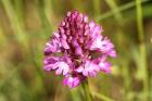 Pyramidal Orchid by Mick Dryden