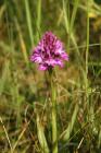 Pyramidal Orchid by Mick Dryden