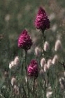 Pyramid Orchid by Richard Perchard