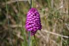 Pyramidal Orchid by Mick Dryden