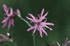Ragged Robin by Richard Perchard