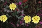 Spotted Rock Rose by Richard Perchard